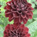 Dahlia x 'Radjah' fleur